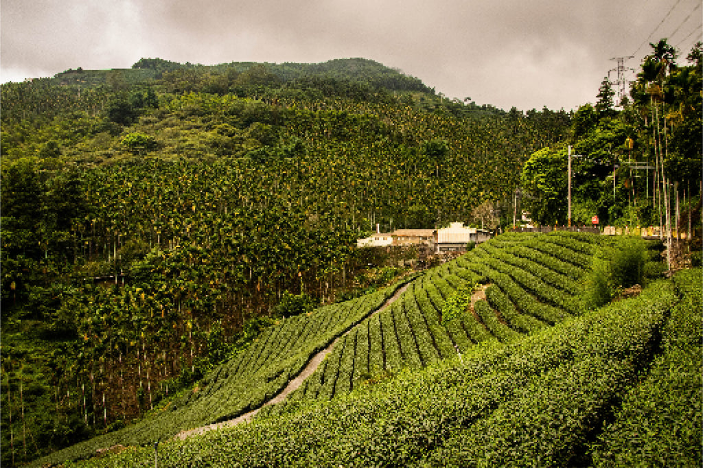Terroir and the Flavour of Tea